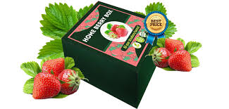 Home Berry Box - hausgemachte Erdbeeren - in apotheke - kaufen - forum